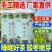 野生酸枣芽茶，无添加，冷藏储存，烘干炒制提香，睡眠安神