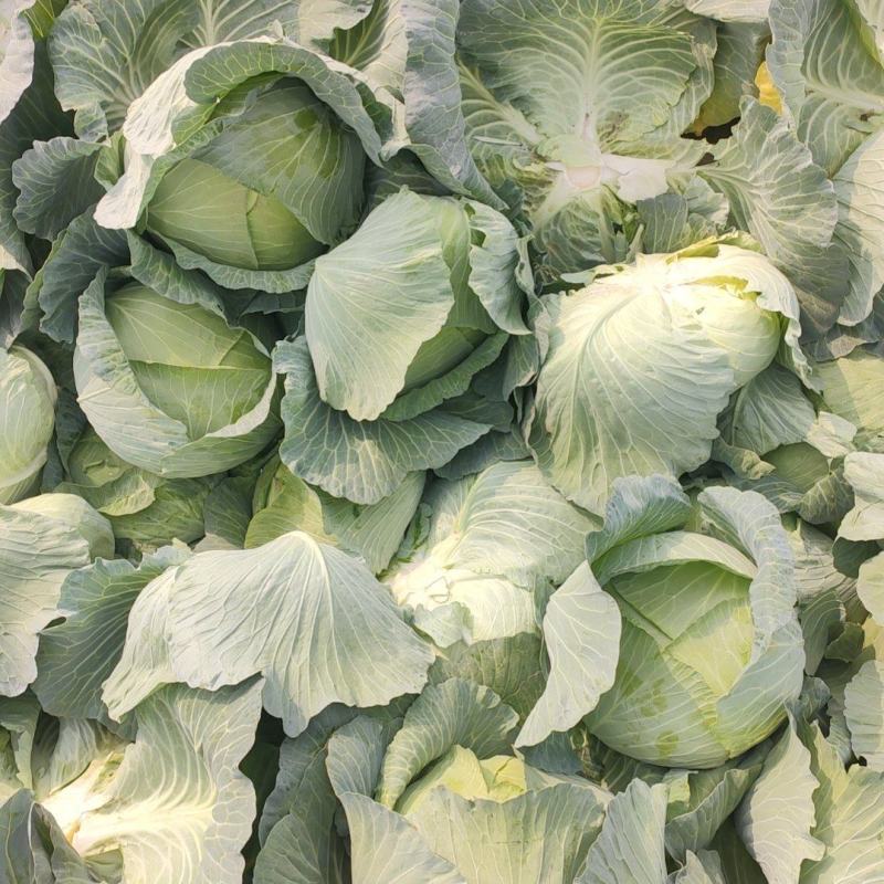 莲花白，松包，软包，大头菜，扁包菜，铁头菜，甘南