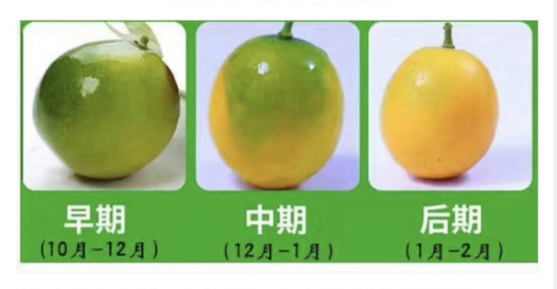 脆皮金桔一件代发，货源充足，时间长