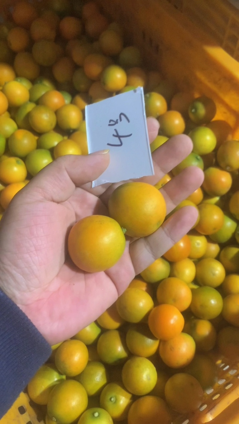 脆皮金桔一件代发，货源充足，时间长