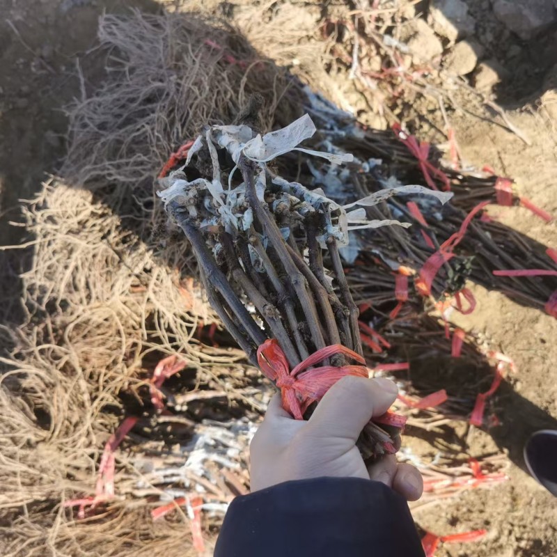深红无籽葡萄苗，嫁接葡萄苗，南北方庭院盆栽基地直发