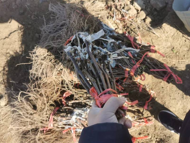 深红无籽葡萄苗，嫁接葡萄苗，南北方庭院盆栽基地直发
