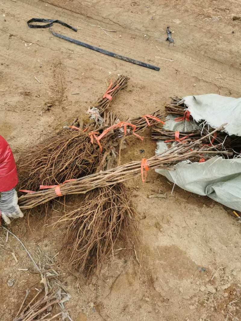 秋黑葡萄苗成活率高，果实饱满，基地直发，签订合同