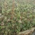 尼娜皇后葡萄苗南北方庭院当年挂果，口感好产量高