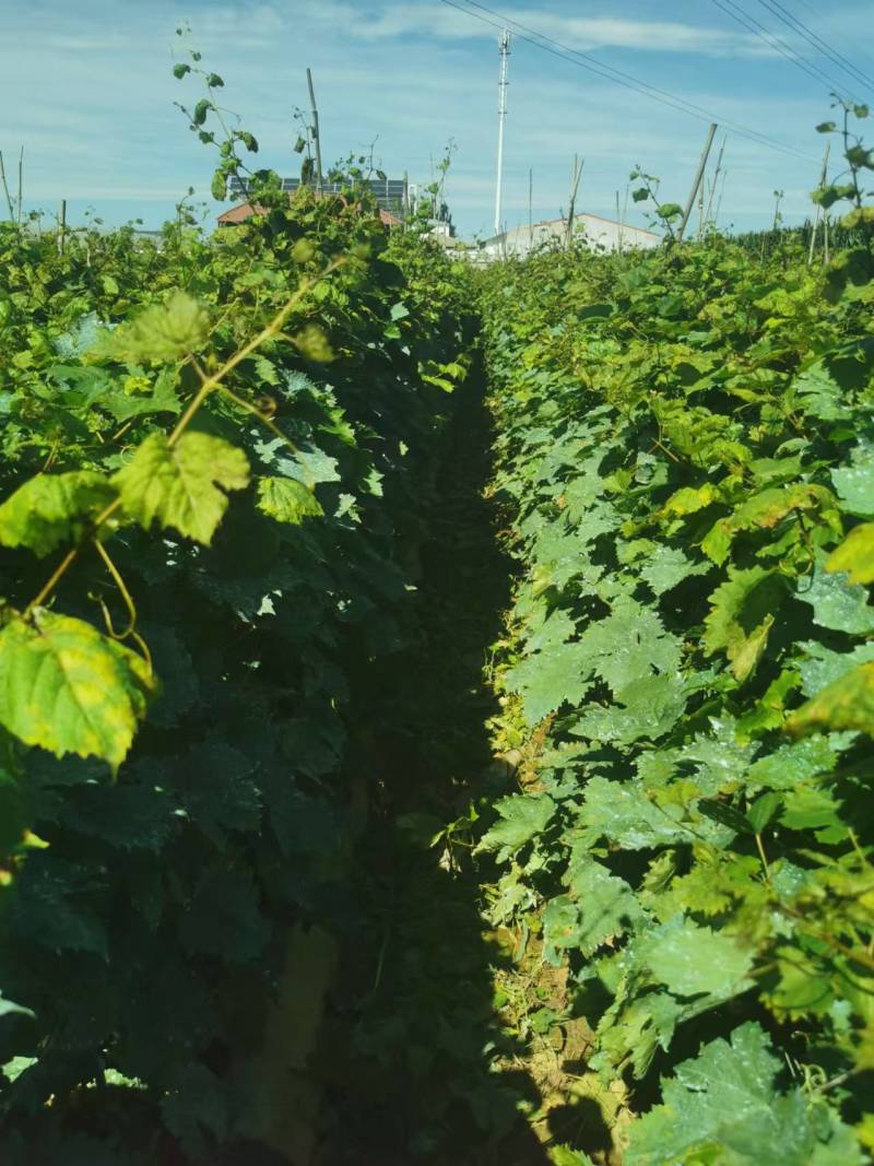 茉莉香葡萄苗，盆栽地栽庭院爬藤基地直发量大从优