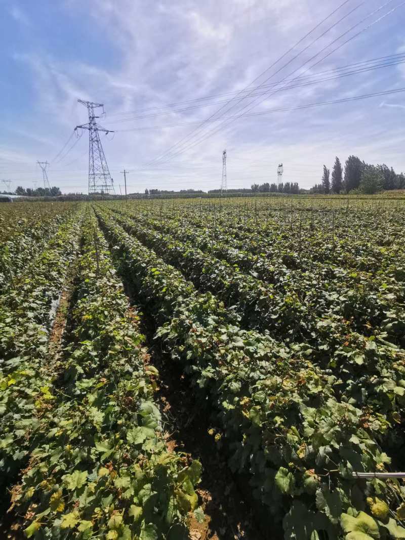 茉莉香葡萄苗，盆栽地栽庭院爬藤基地直发量大从优