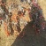 茉莉香葡萄苗，盆栽地栽庭院爬藤基地直发量大从优