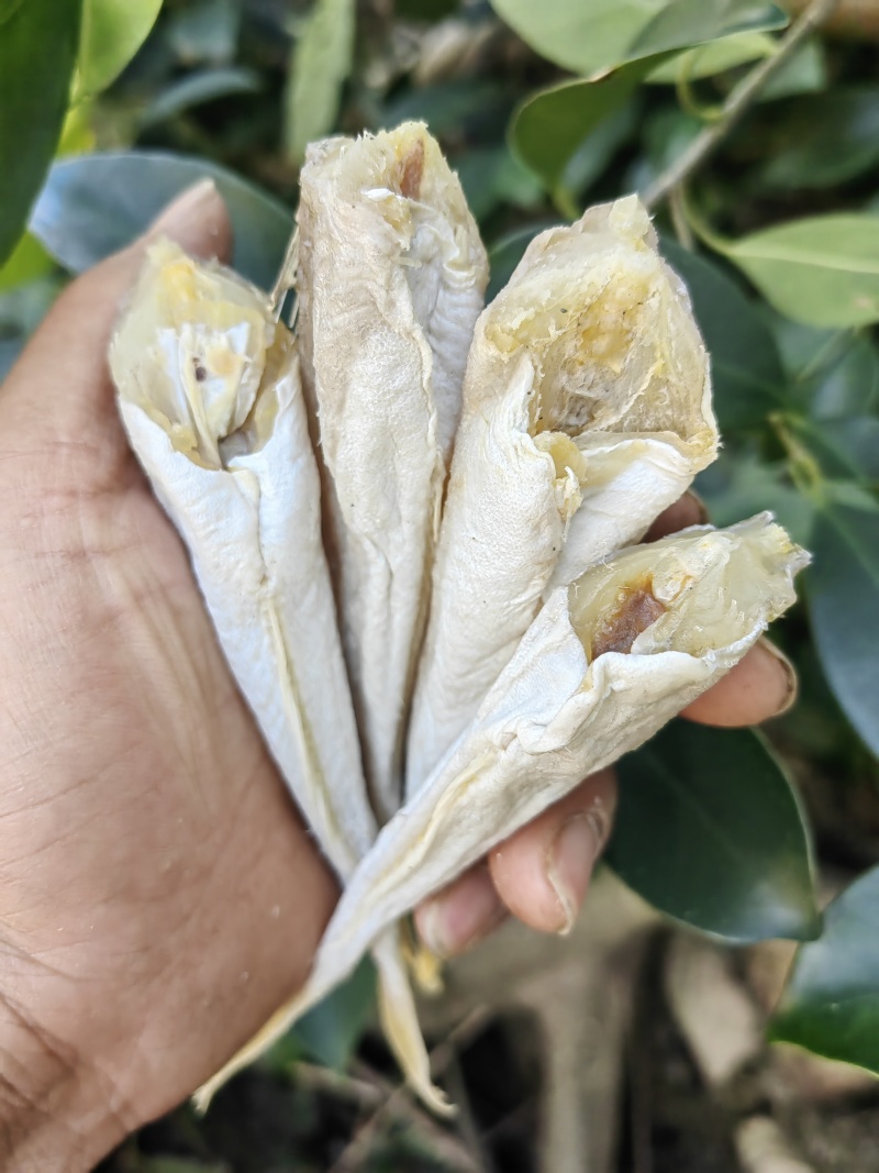 角条鱼红头鱼山东红娘鱼咸鱼干