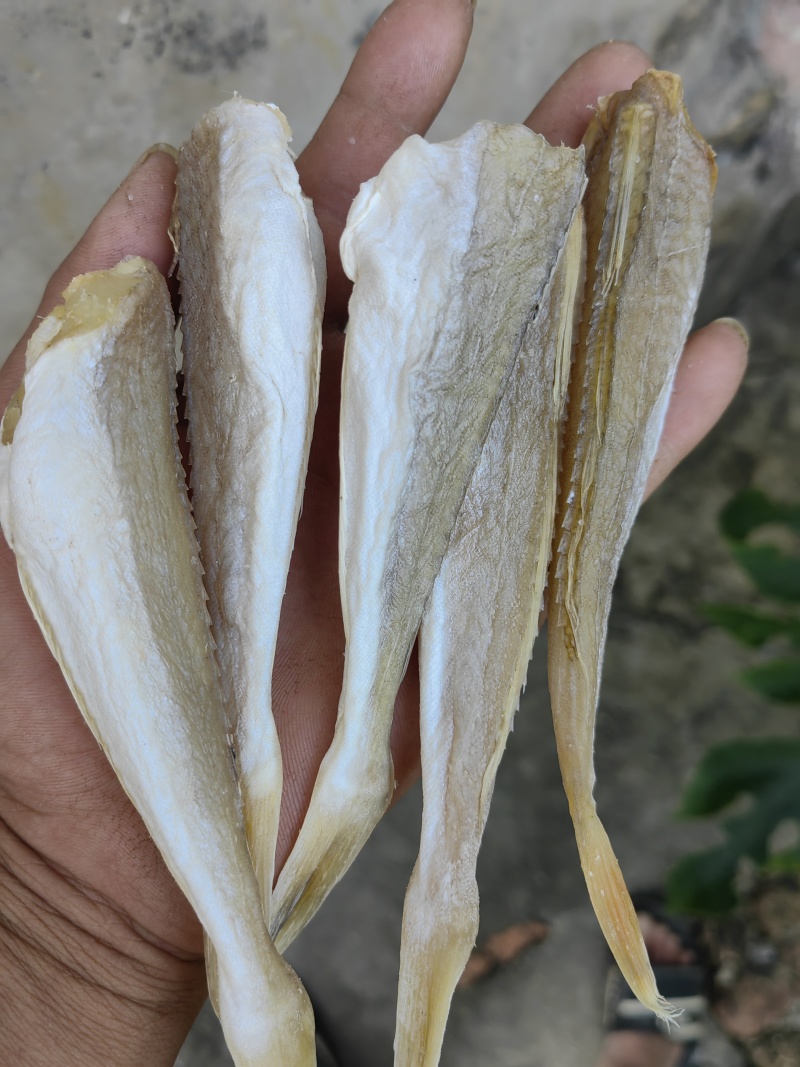角条鱼红头鱼山东红娘鱼咸鱼干