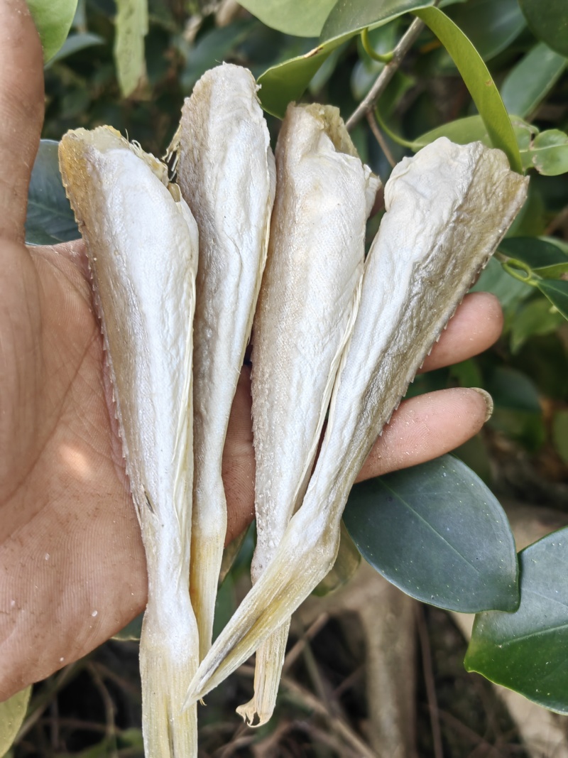 角条鱼红头鱼山东红娘鱼咸鱼干