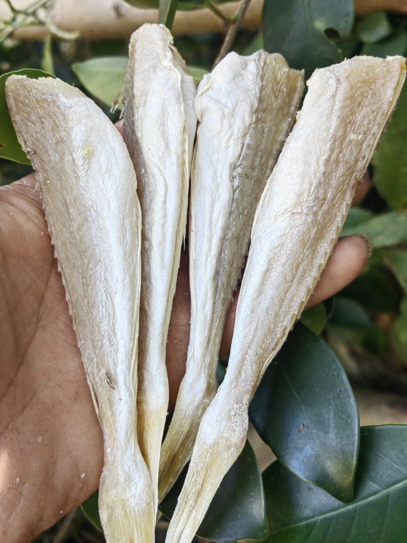 角条鱼红头鱼山东红娘鱼咸鱼干