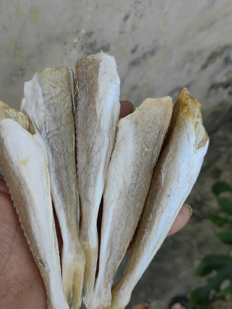 角条鱼红头鱼山东红娘鱼咸鱼干