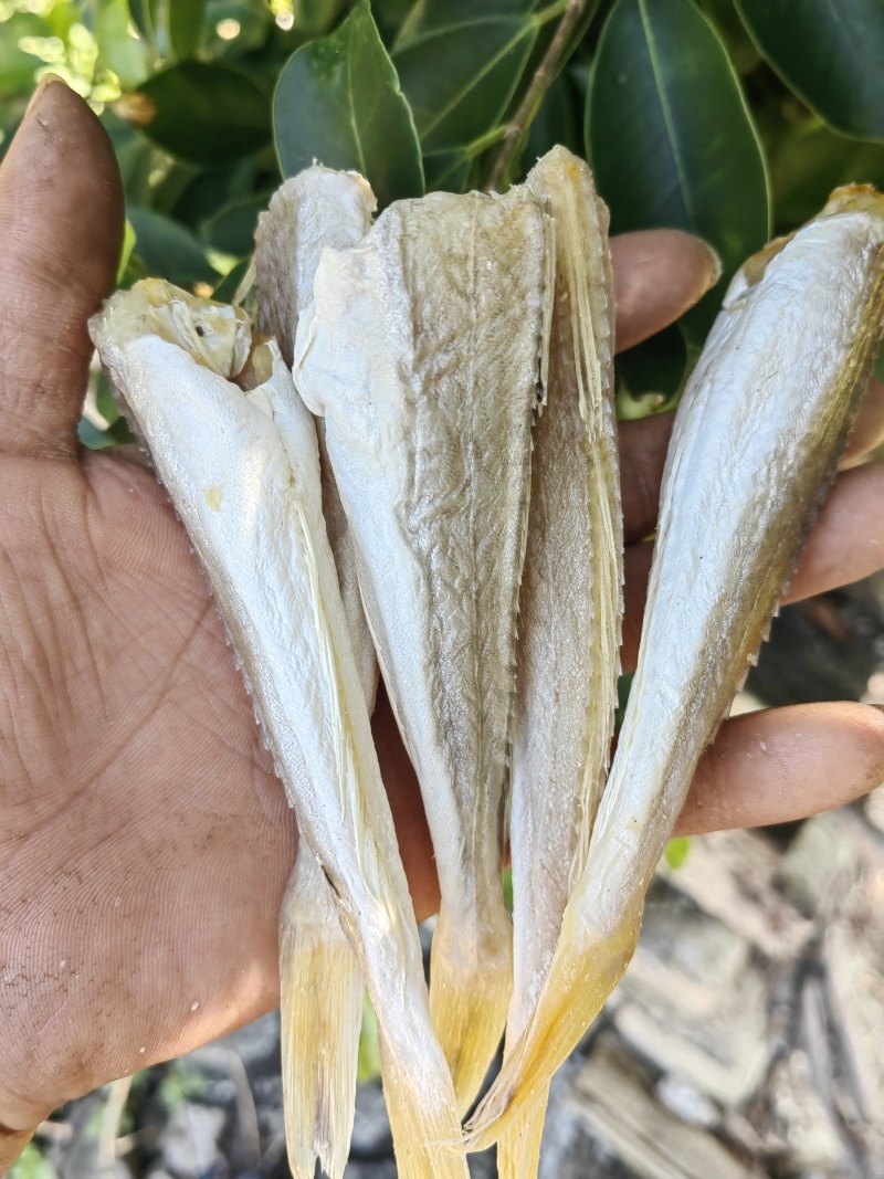 角条鱼红头鱼山东红娘鱼咸鱼干