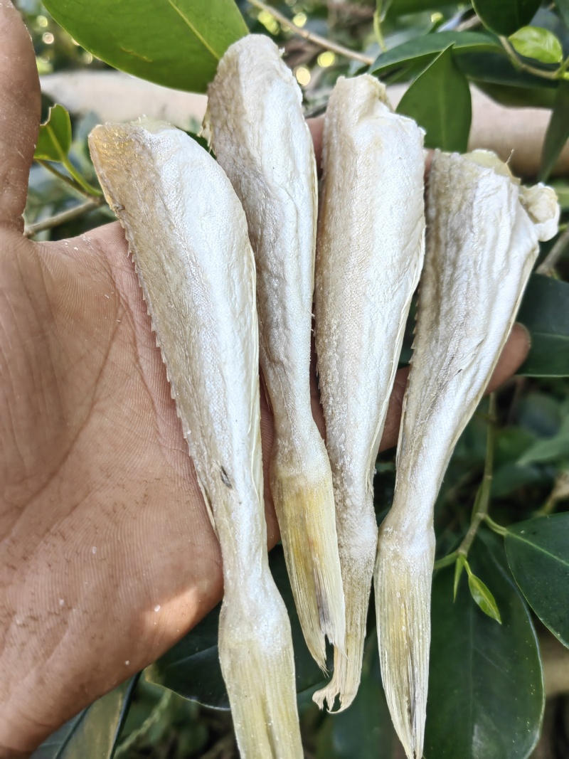 角条鱼红头鱼山东红娘鱼咸鱼干