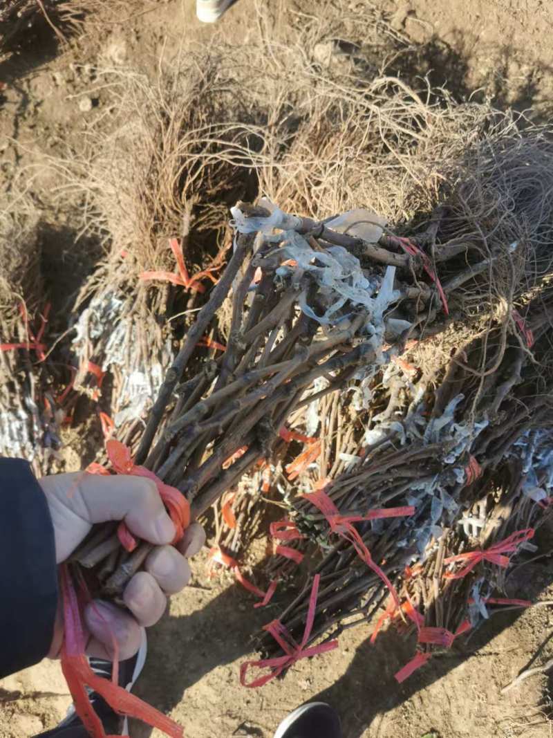 巨玫瑰葡萄苗嫁接葡萄苗，基地直发，现挖现发，包成活