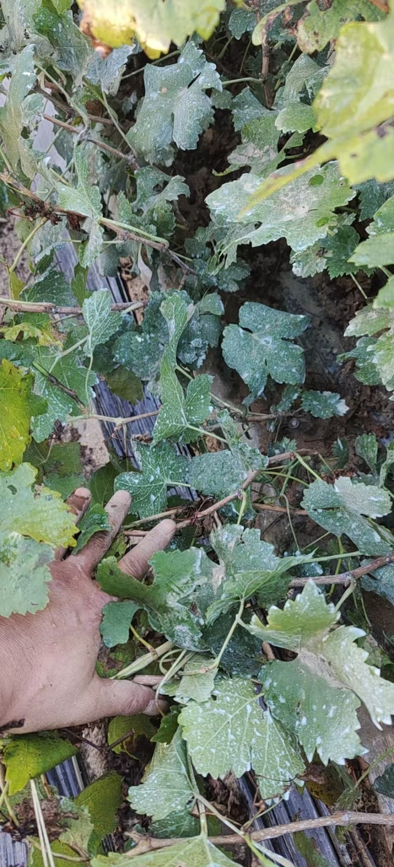 巨玫瑰葡萄苗嫁接葡萄苗，基地直发，现挖现发，包成活