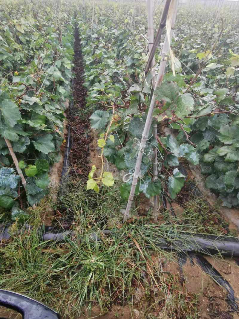 巨玫瑰葡萄苗嫁接葡萄苗，基地直发，现挖现发，包成活