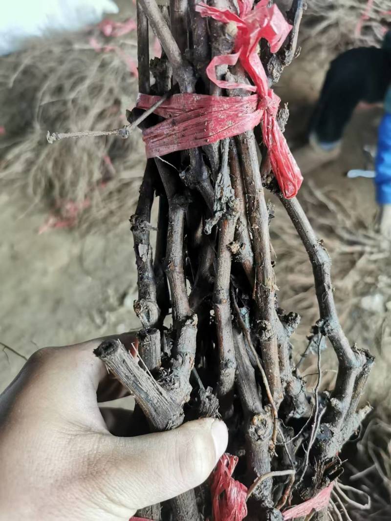 巨玫瑰葡萄苗嫁接葡萄苗，基地直发，现挖现发，包成活