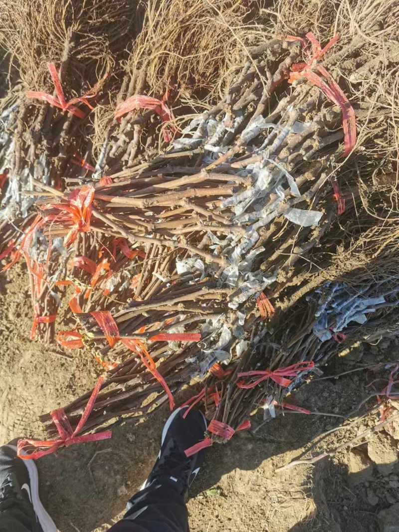 蓝钻葡萄苗，苗圃基地自产自销，价格优惠，质量保证包成活率
