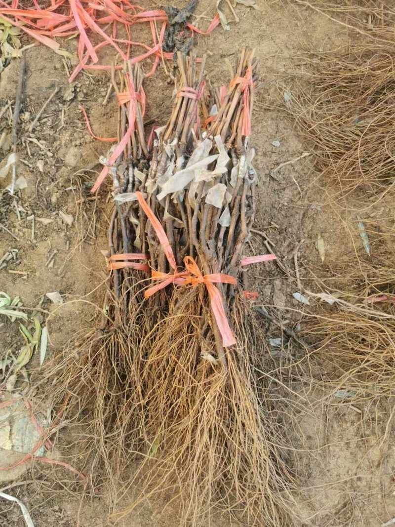 辽峰葡萄苗，抗病高产，好管理，耐寒成活率高，口感甜