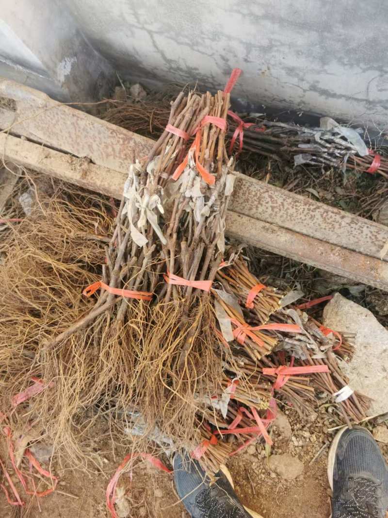 辽峰葡萄苗，抗病高产，好管理，耐寒成活率高，口感甜