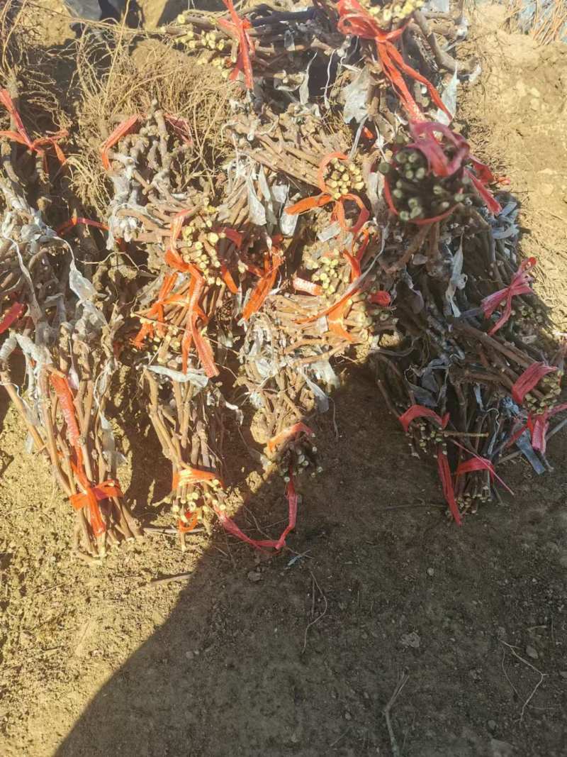 户太八号葡萄苗，质量保证，基地直发，包技术包成活自家培育