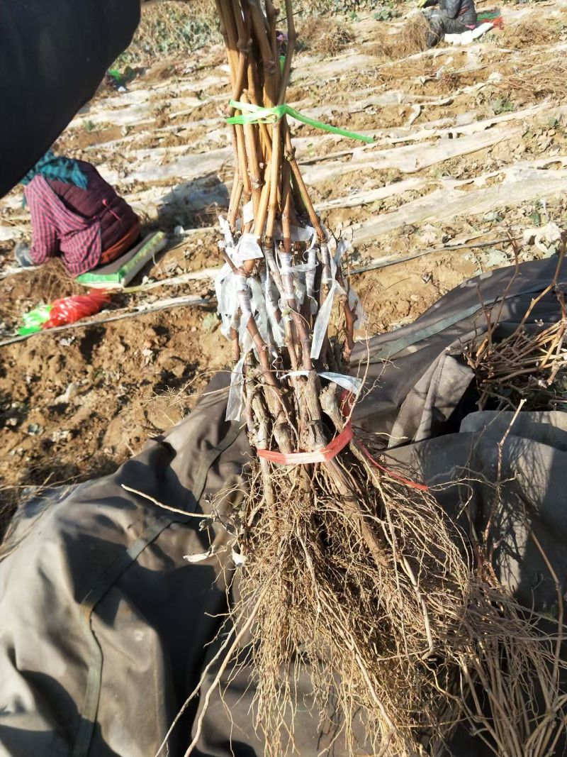户太八号葡萄苗，质量保证，基地直发，包技术包成活自家培育