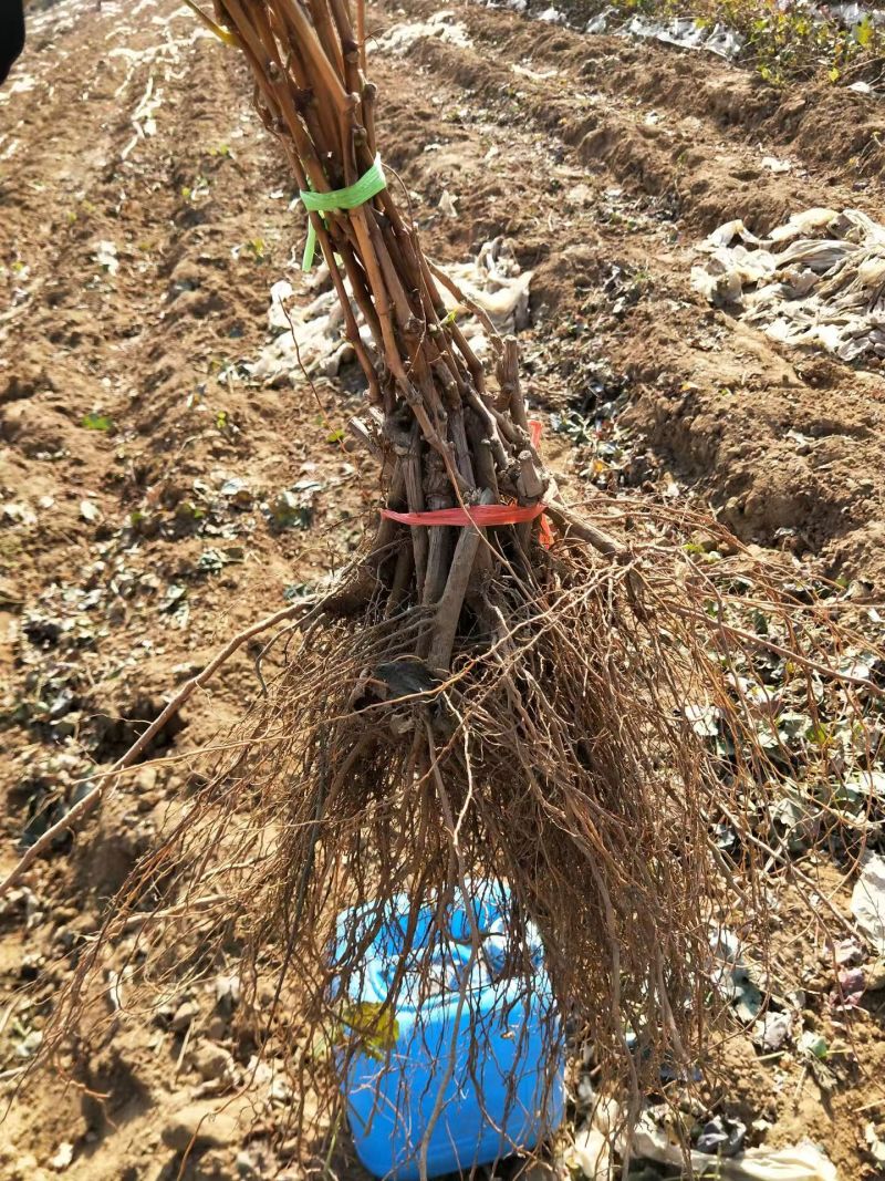 户太八号葡萄苗，质量保证，基地直发，包技术包成活自家培育