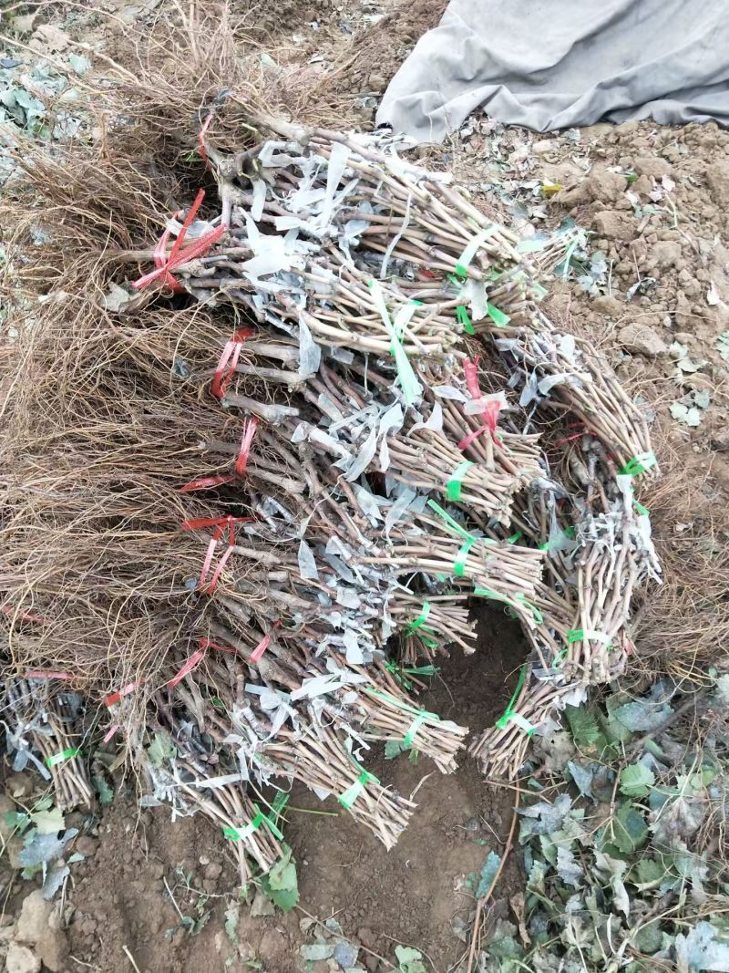 紫甜无核葡萄苗保证质量成活率好高产抗病能力强