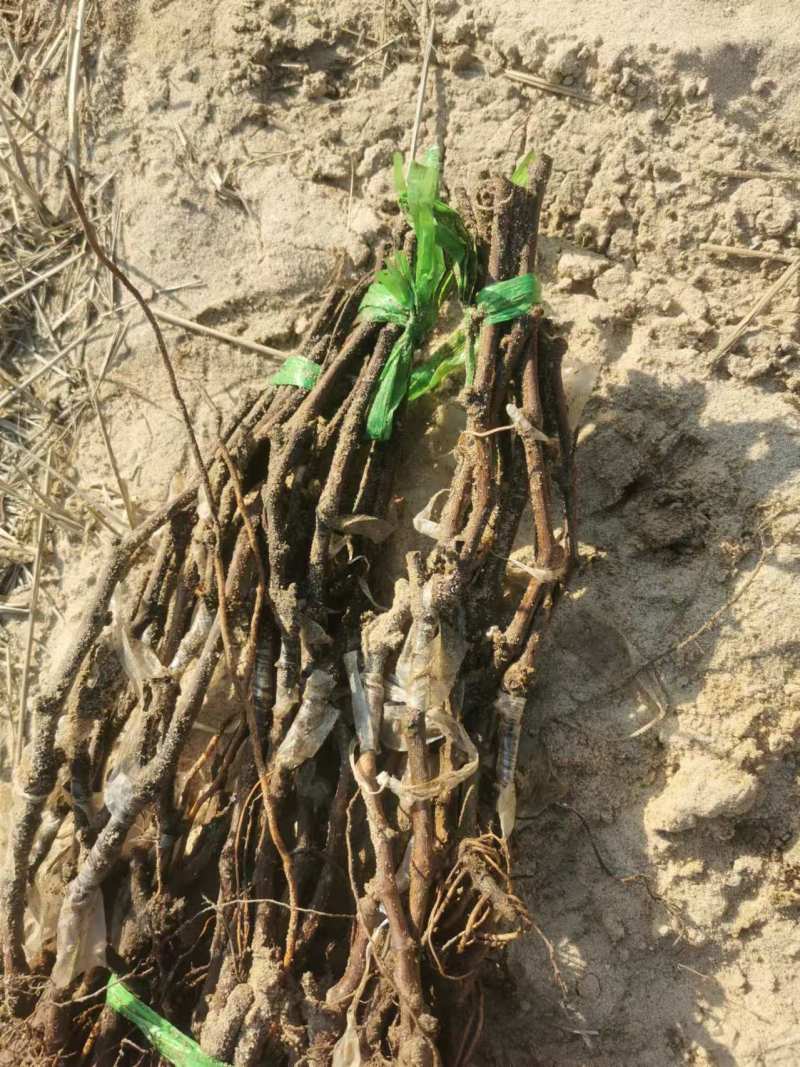 紫脆无核葡萄苗，南北方种植，包成活技术，现挖现发