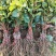 紫脆无核葡萄苗，南北方种植，包成活技术，现挖现发