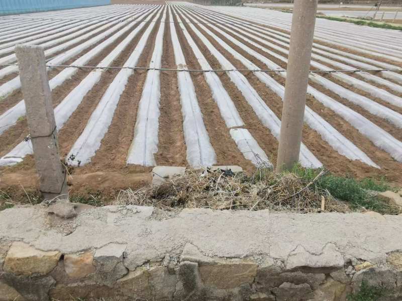 摩尔多瓦葡萄苗，包活技术指导，苗圃基地直发，全国包邮