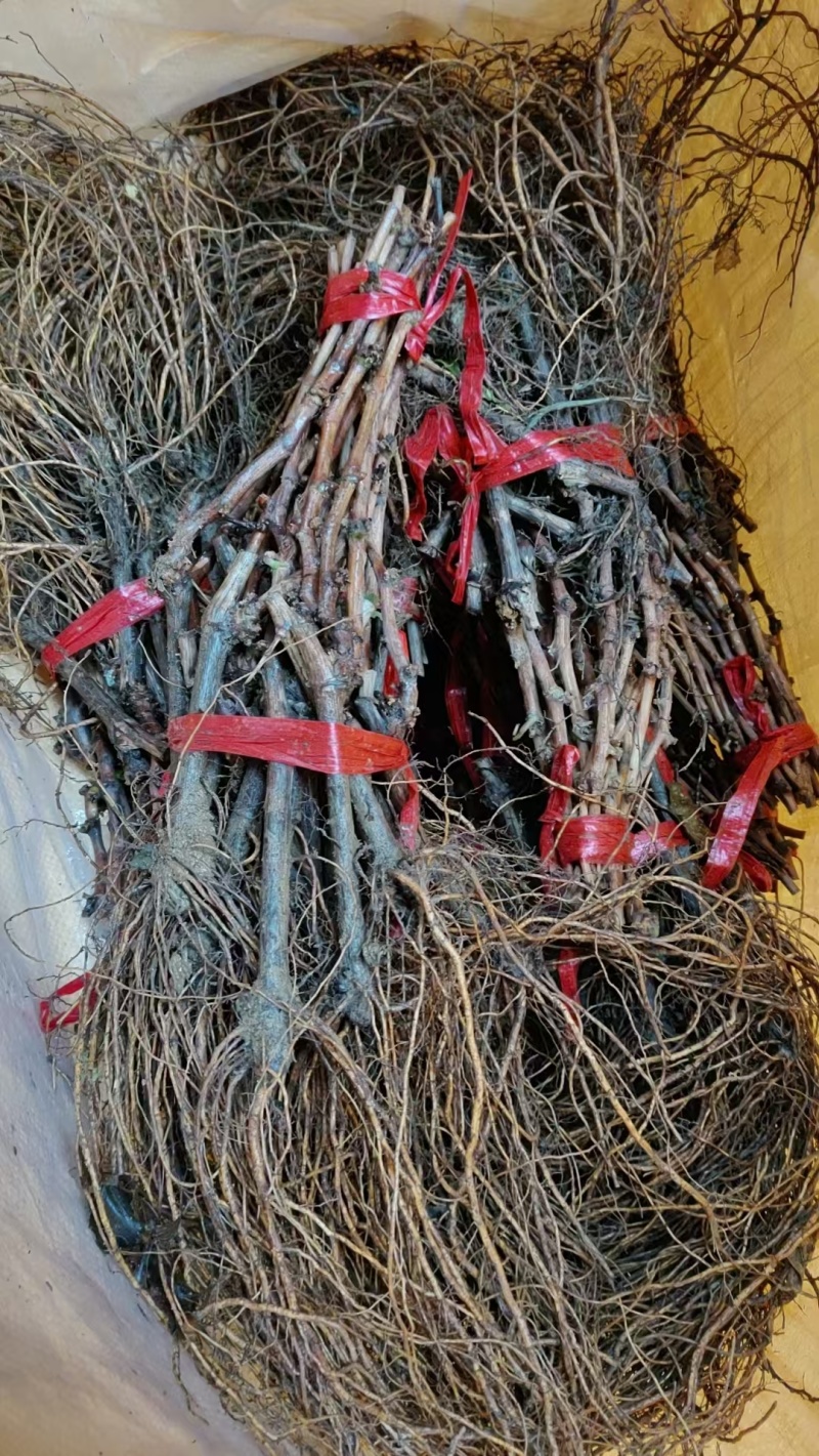绍兴九号葡萄苗，品种纯正，规格齐全，包成活率，包邮