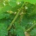 澳洲甜王葡萄苗，提供栽种技术，发货量大，品种齐全
