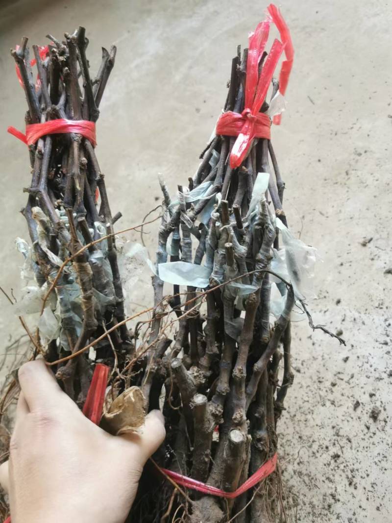 秋天清脆葡萄苗，口感好，产量高，技术指导，可签订合同