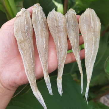 沙丁鱼沙甲丁鱼咸鱼干