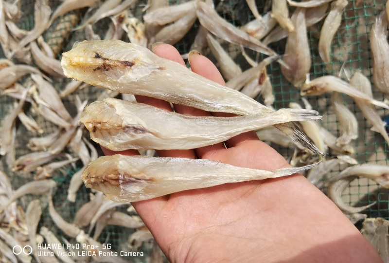 沙丁鱼沙甲丁鱼咸鱼干