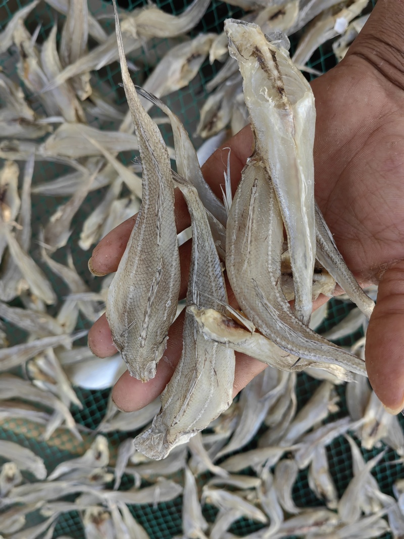 沙丁鱼沙甲丁鱼咸鱼干