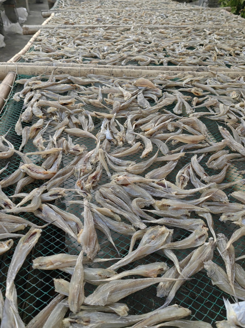 沙丁鱼沙甲丁鱼咸鱼干