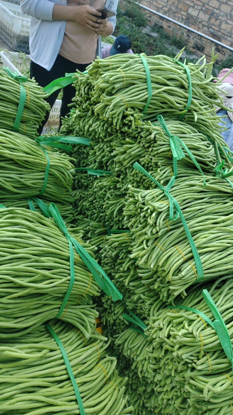 青条豆角开始大量上市，市场，工厂货都可供应