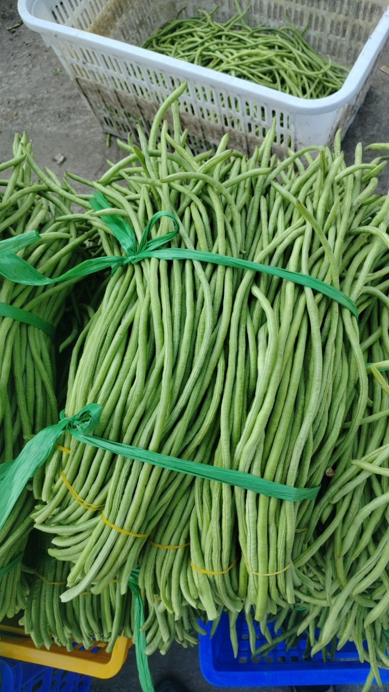 青条豆角开始大量上市，市场，工厂货都可供应
