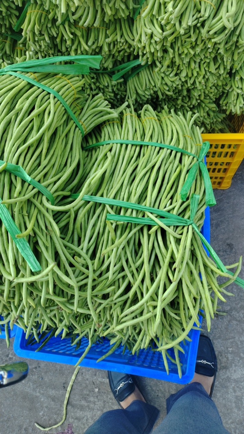 青条豆角开始大量上市，市场，工厂货都可供应