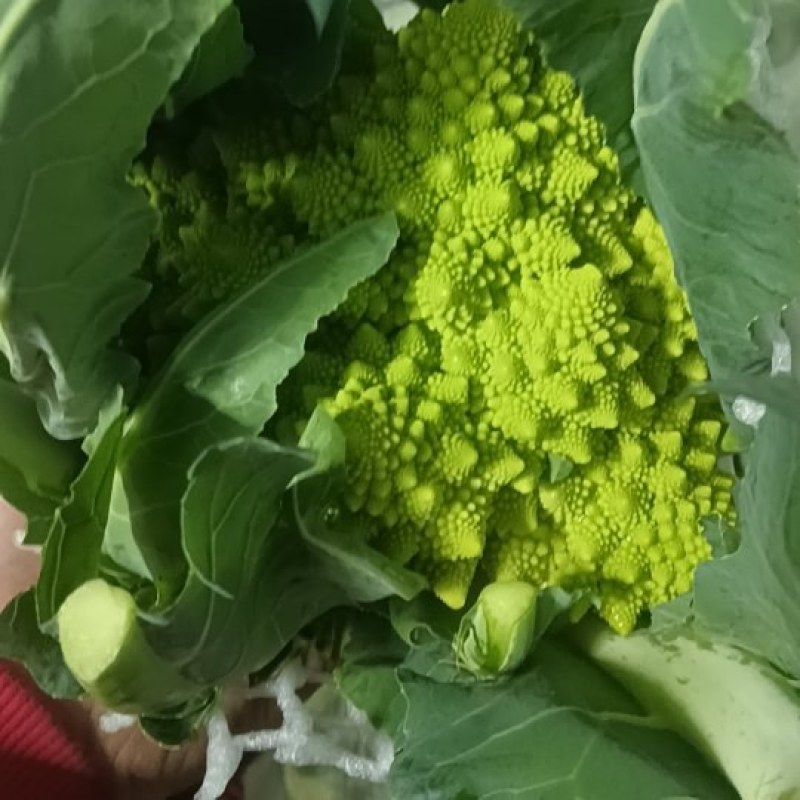精品宝塔花