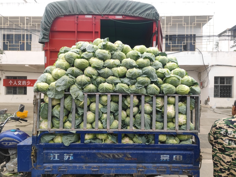 湖北圆包菜扁包，可供大型批发市场，超市，加工厂