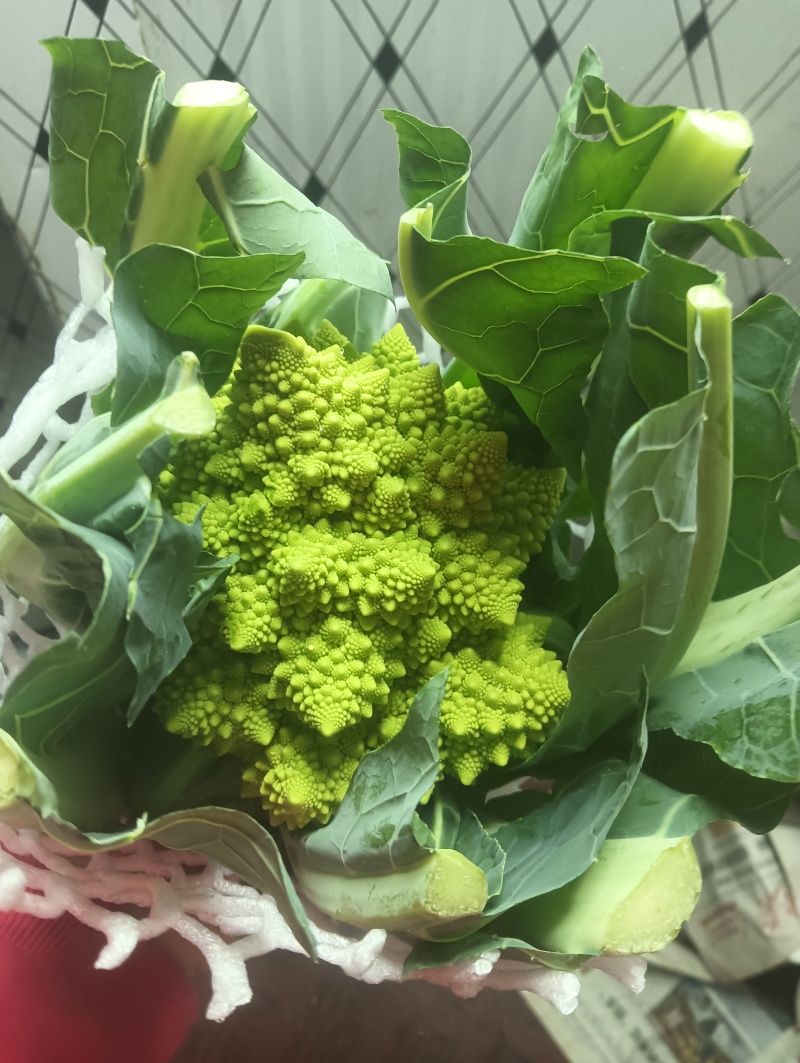 精品宝塔花