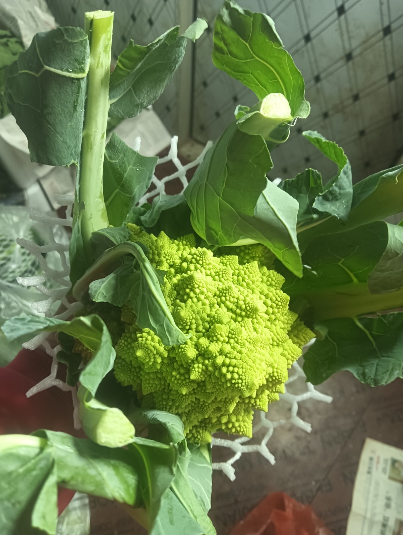 精品宝塔花