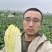 《实力推荐》河南娃娃菜/大娃娃菜/小娃娃菜