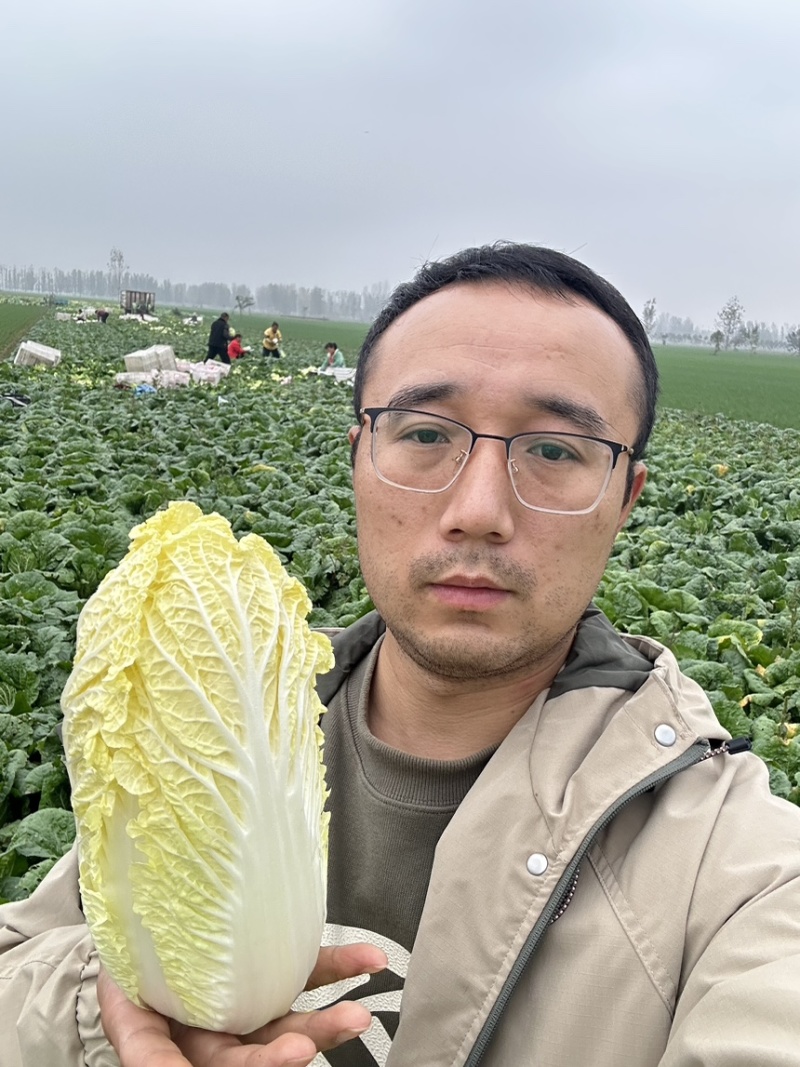 《实力推荐》河南娃娃菜/大娃娃菜/小娃娃菜