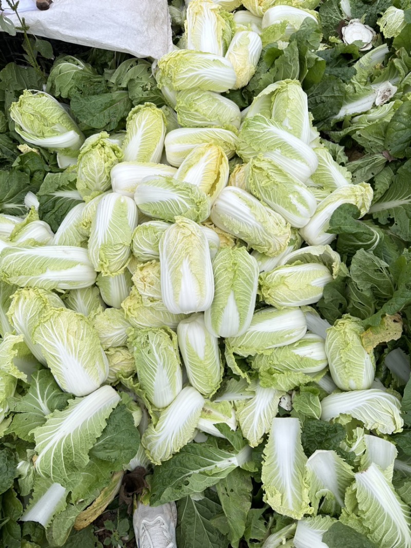 《实力推荐》河南娃娃菜/大娃娃菜/小娃娃菜