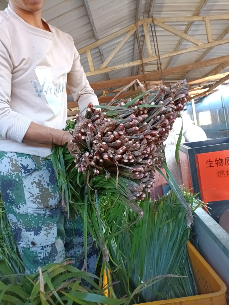 茴香菖蒲